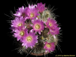 Echinocereus parkeri ssp. gonzalezii 1214